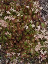 Epimedium X Versicolor Cupreum Hardy Perennials Ornamental Plants Perennials