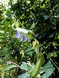 Image result for Crotalaria paraspartea