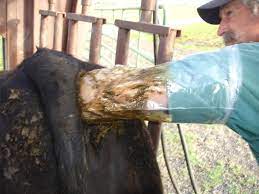 How Do You Know If A Cow Is Pregnant? - The Beef Jar