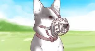 If this doesn't work, calmly put her in her crate with a small treat for a puppy timeout. How To Stop Dogs From Biting 11 Steps With Pictures Wikihow