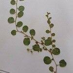 Image result for Evolvulus nummularius