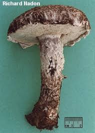 Image result for Strobilomyces strobilaceus