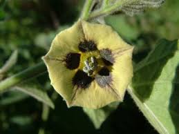 Image result for Physalis viscosa