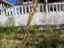 Image result for Sporobolus tenuissimus