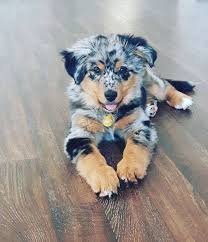 Exotic animals or exotic pets are delicate species needing much care and attention. Australian Shepherd An Adorable Shirt For Kids Click For Etsy Baby Animals Cute Animals Puppies