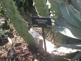 I saw these two midget twins and thought i am so gonna totem pole. Gardening 101 Totem Pole Cactus Gardenista