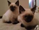 Siamese For Sale in Michigan - Hoobly Classifieds