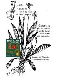 Image result for Plantaginaceae