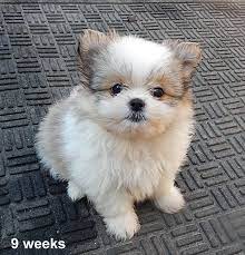 Newest oldest price ascending price descending relevance. Shih Tzu Pomeranian Mix 9 Weeks Old Shihtzumix Pomeranian Puppy Puppy Grooming Pomeranian Dog