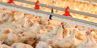 Ariffin et al.5 states that the poultry industry in malaysia is faced with many challenges, including the cost of feeds, which comprises approximately 70% of despite the investment in poultry egg production in malaysia, not much is known about its production patterns and resource use efficiency. Shakeup In Thai Poultry Industry As Human Health Fears Grow Nikkei Asia