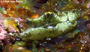 Image result for Isoglossa punctata