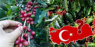 turkiye de kahve agaci yetisir mi turkiye de kahve yetistiriciligi ve kahve uretimi hakkinda bilgiler kahvekafe kahve dunyasindan bilgiler ve tarifler