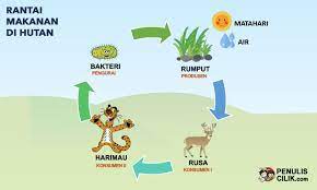 Contoh gambar rantai makanan di hutan. Gambar Rantai Makanan Di Sawah Kebun Hutan Sungai Laut Dan Manusia Penulis Cilik