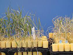 .pest and disease resistance by g. Plant Breeding Wikipedia