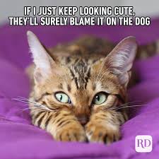 We did not find results for: 45 Cat Memes You Ll Laugh At Every Time Reader S Digest
