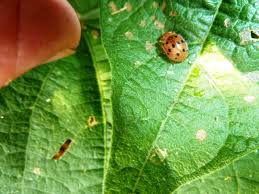 This beetle does have predators. How To Beat Or Control Mexican Bean Beetles Findingharmonyblog