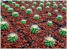 Um for the cactus and succulent collection. Curator S Notes On Growing Cacti Part 1 Soils And Containers