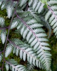 Image result for Athyrium newtonii