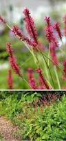 Image result for Persicaria strigosa