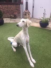 Get matched with a pupper from a responsible saluki breeder near you. Saluki Puppies For Sale In Dogsandpuppies Co Uk