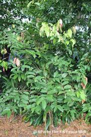 Image result for Flacourtia indica