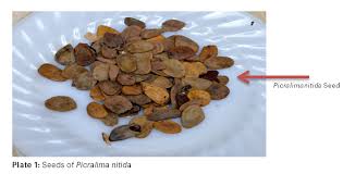 Image result for Picralima nitida