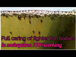 How To Care Fighter Fish Babies 100 Working In Malayalam Youtube