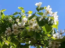 Ghirlande e s/porta in pino. Esistono Almeno 13 Alberi Da Frutta Con Fiori Meravigliosi
