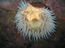 Sea Anemone And The Clownfish Smallscience