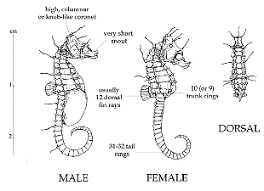 Saddle Up Cowboy The Genus Hippocampus By Henry C Schultz