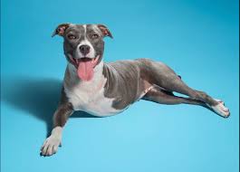 Maybe you would like to learn more about one of these? Mutt Scouts Los Angeles Dog Rescue