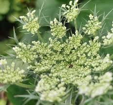 Image result for Daucus carota