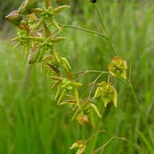 Image result for Cynanchum praecox