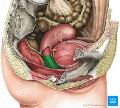 Im gegensatz zu gelen, die im falle einer trockenen scheide in manchen fällen eingesetzt werden, enthält die feuchtcreme zusätzlich zu einer wässrigen auch noch eine fettende komponente. Vagina Scheide Anatomie Aufbau Form Und Entwicklung Kenhub