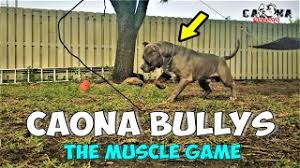 Sort by pure breed xl bully looking for new home, 5* home only, please no time wasters, 9 weeks old growing lovely very healthy and chunky pup last boy left, been brought up around children and other pets eating well upto date with flea & worming treatmen. Caona Bullys Ø§Ù„Ø¬Ø²Ø§Ø¦Ø± Vlip Lv