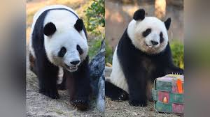 上野動物園のパンダ(シャオシャオ・レイレイ)､1月下旬に中国返還…観覧は12月23日から事前予約制で最終観覧日は1月25日 : 読売新聞