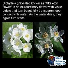 Listen to the audio pronunciation of hyacinth (flower) on pronouncekiwi. The Diphyella Grayi Is Now My Favorite Flower I Just Need To Know How To Pronounce It And Spell It Without Looking Wtf Fun Facts Weird Facts Fun Facts