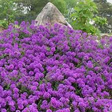 Image result for Verbena aristigera