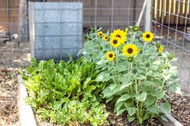 Vegetables that grow in shade will: Planning Your Garden Full Sun Partial Sun And Shade