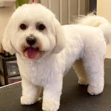 Dog Grooming Gallery