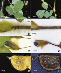 Image result for Grona adscendens