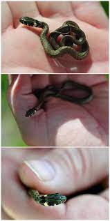 Pin By Kimberly Ratliff Johnson On Animals That Make Me Say Awww Cute Animals Animals Weenie