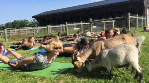 Sign up now today to start watching your first free video! Fyi Philly Goat Yoga Has Arrived And It S Here To Namaste 6abc Philadelphia