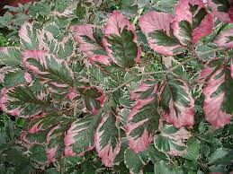Flowers Aren T That Prettty Tomlinson Bomberger Trees To Plant Fall Plants Deciduous Trees