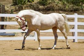 Overseas transport can be arranged. Tennessee Walking Horse Breed Profile