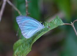 Various types of butterflies can be found in today's nature, and that's why it needs a book to list them all. Light Blue Butterfly Pieridae Kaeng Krachan National Park Thailand Grid Arendal