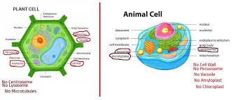 Maybe you would like to learn more about one of these? Draw The Labelled Diagram Of Typical Plant And Animal Cell With Their Difference Brainly In