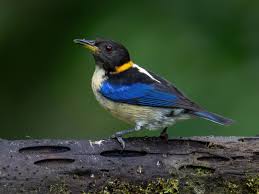 Image result for Nidorella burundiensis