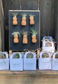 25 Pack Of Magnetic Champagne Cork Air Plants Prosecco Etsy Bridal Shower Favors Baby Shower Favors Air Plants