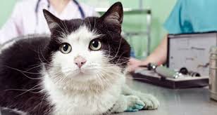 Most often, diabetic cats are neutered overweight males, she says. 5 Early Signs Of Diabetes In Cats Diabetic Neuropathy Petcoach